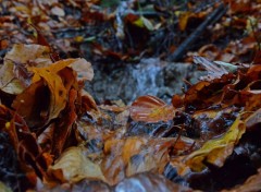  Nature L'Automne sous son plus beau jour.