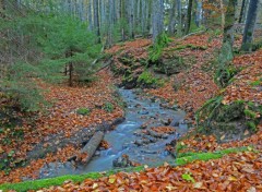  Nature L'Automne sous son plus beau jour.