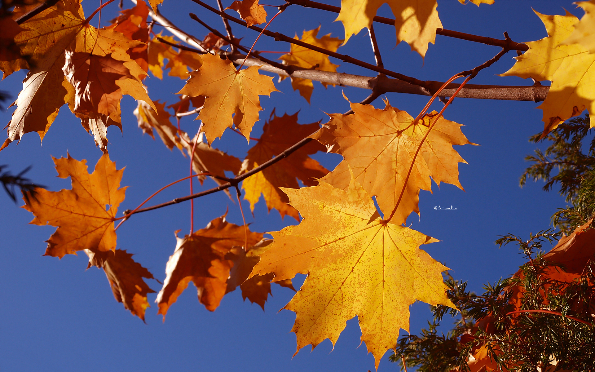 Fonds d'cran Nature Saisons - Automne 