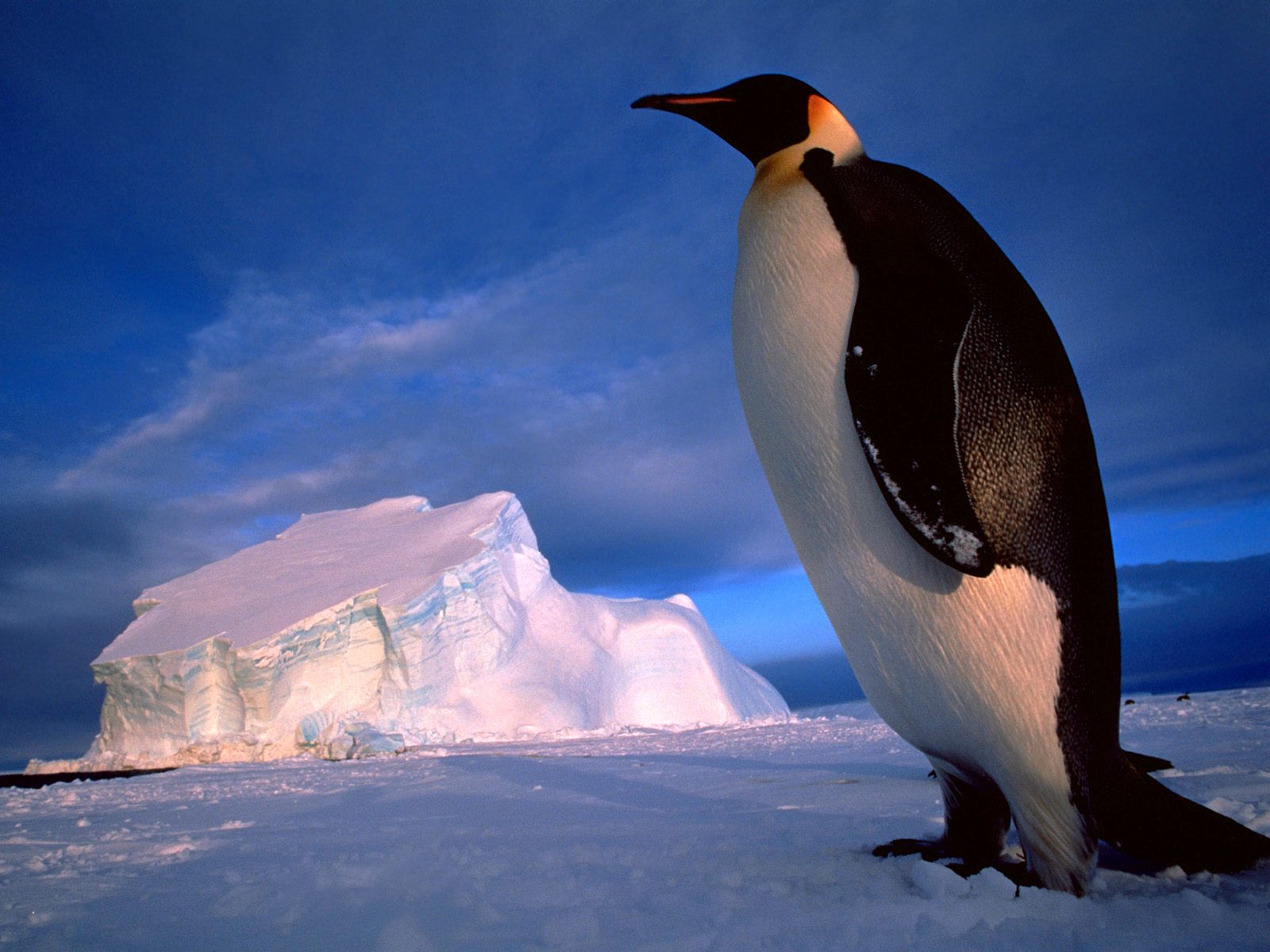 Fonds d'cran Animaux Divers 