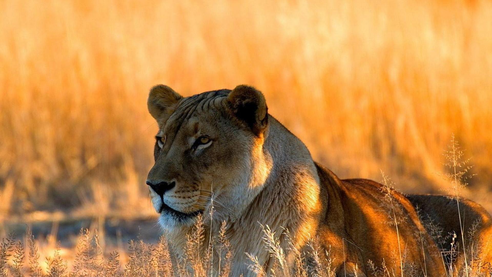 Fonds d'cran Animaux Flins - Lions 