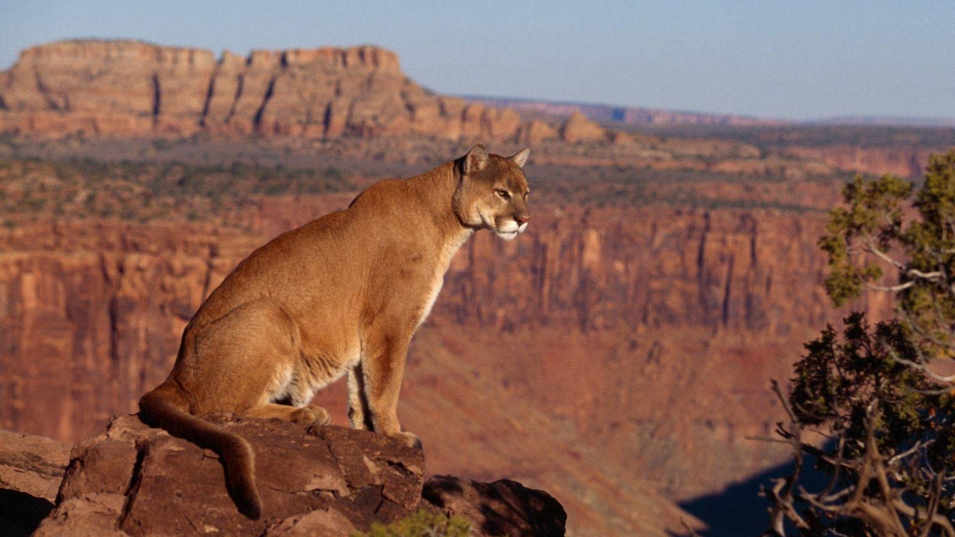 Fonds d'cran Animaux Flins - Pumas 