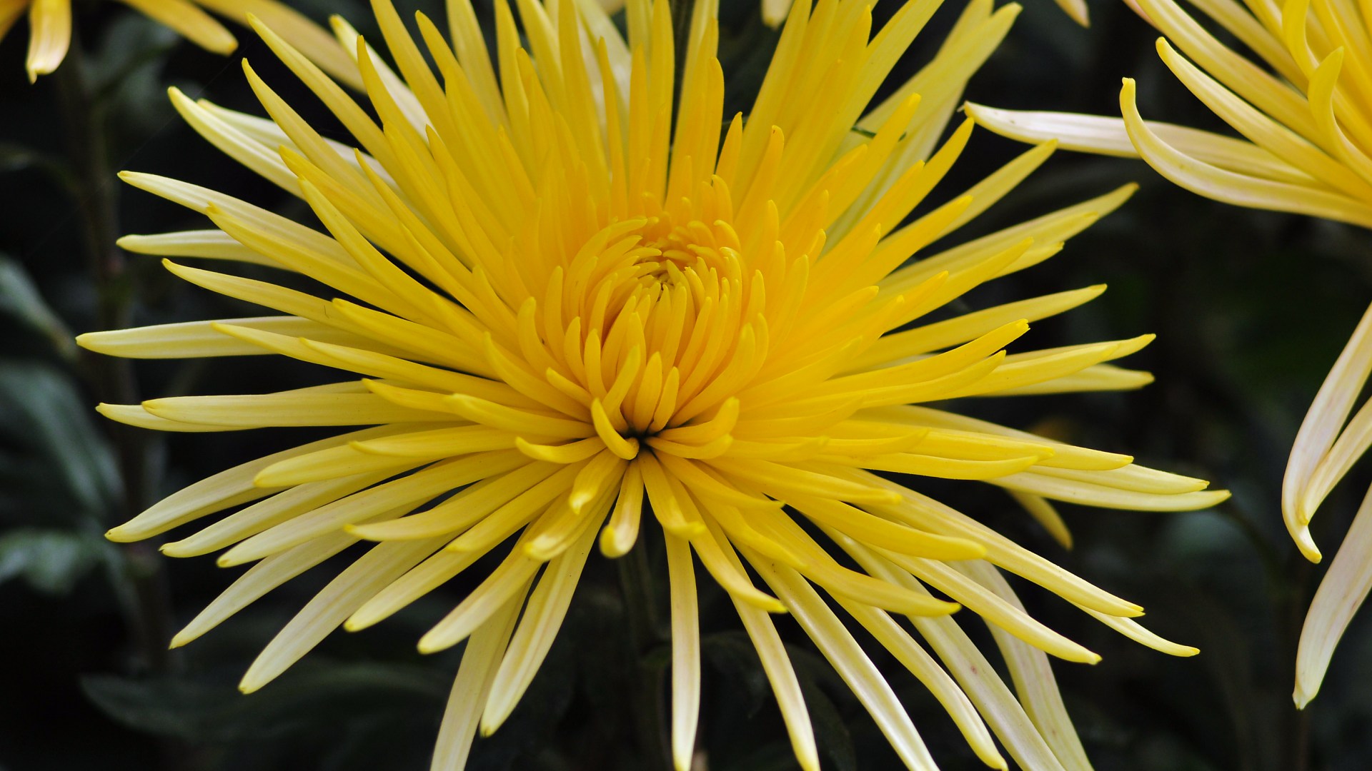 Fonds d'cran Nature Fleurs 