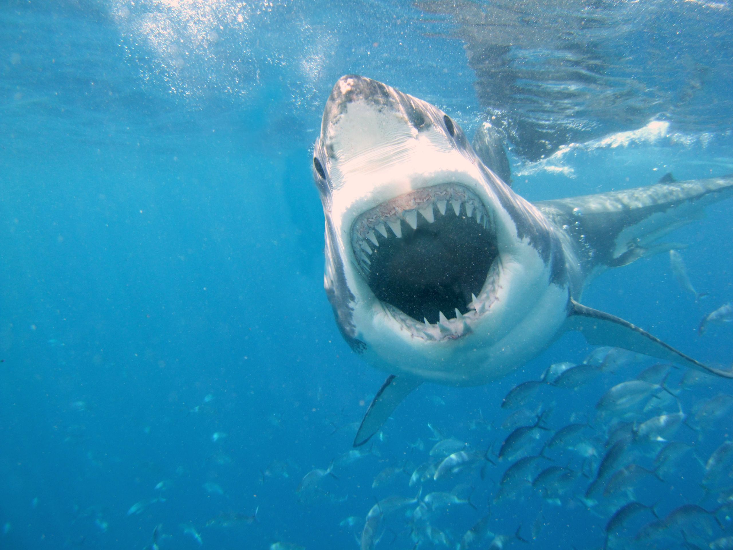 Fonds d'cran Animaux Vie marine - Requins 