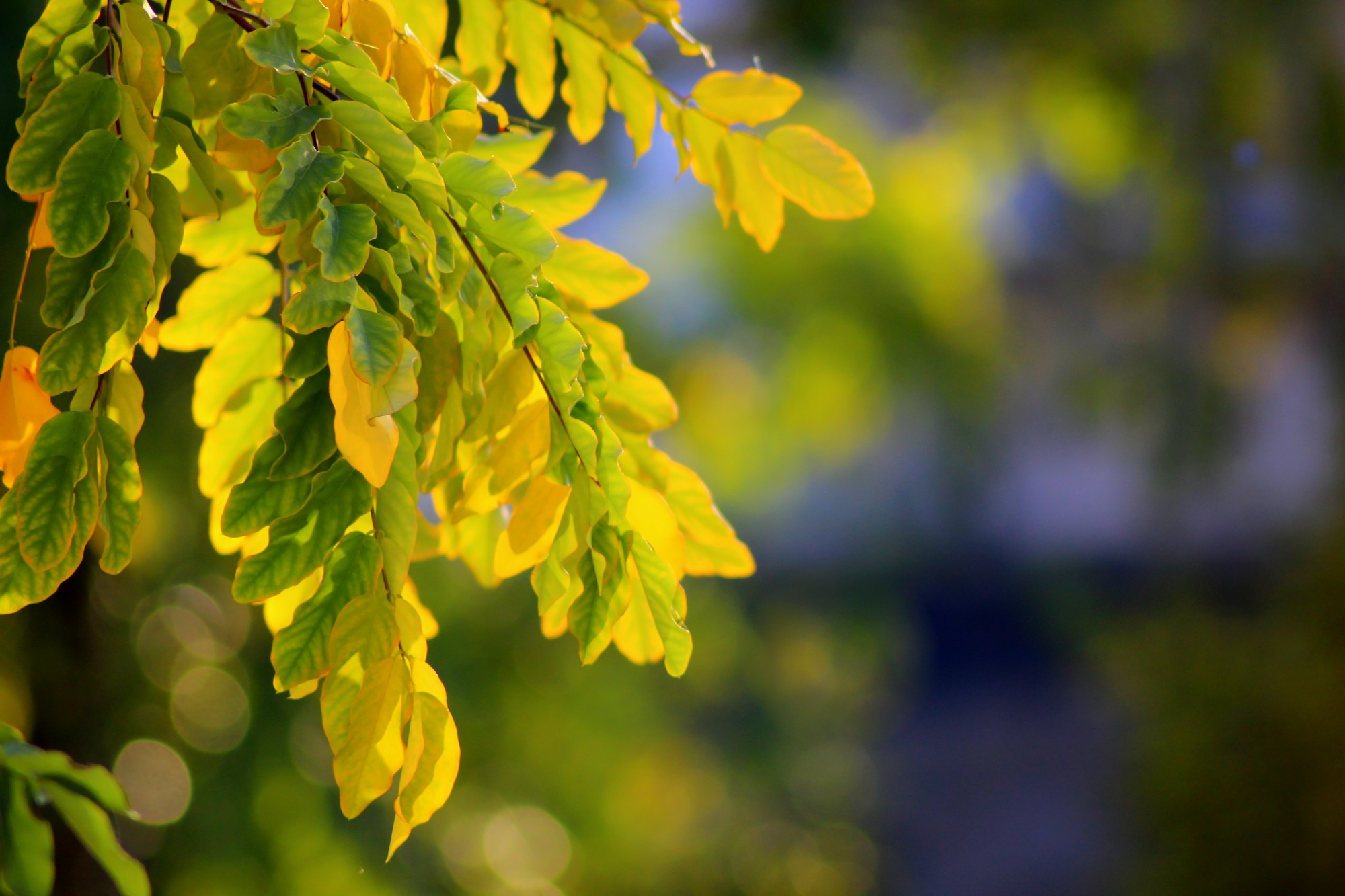 Wallpapers Nature Leaves - Foliage 