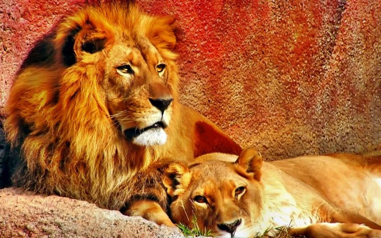 Fonds d'cran Animaux Flins - Lions Wallpaper N362647