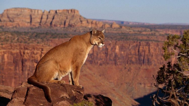 Wallpapers Animals Felines - Pumas Wallpaper N362645