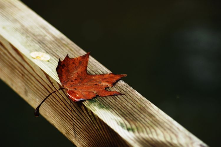 Fonds d'cran Nature Feuilles - Feuillages Wallpaper N362594