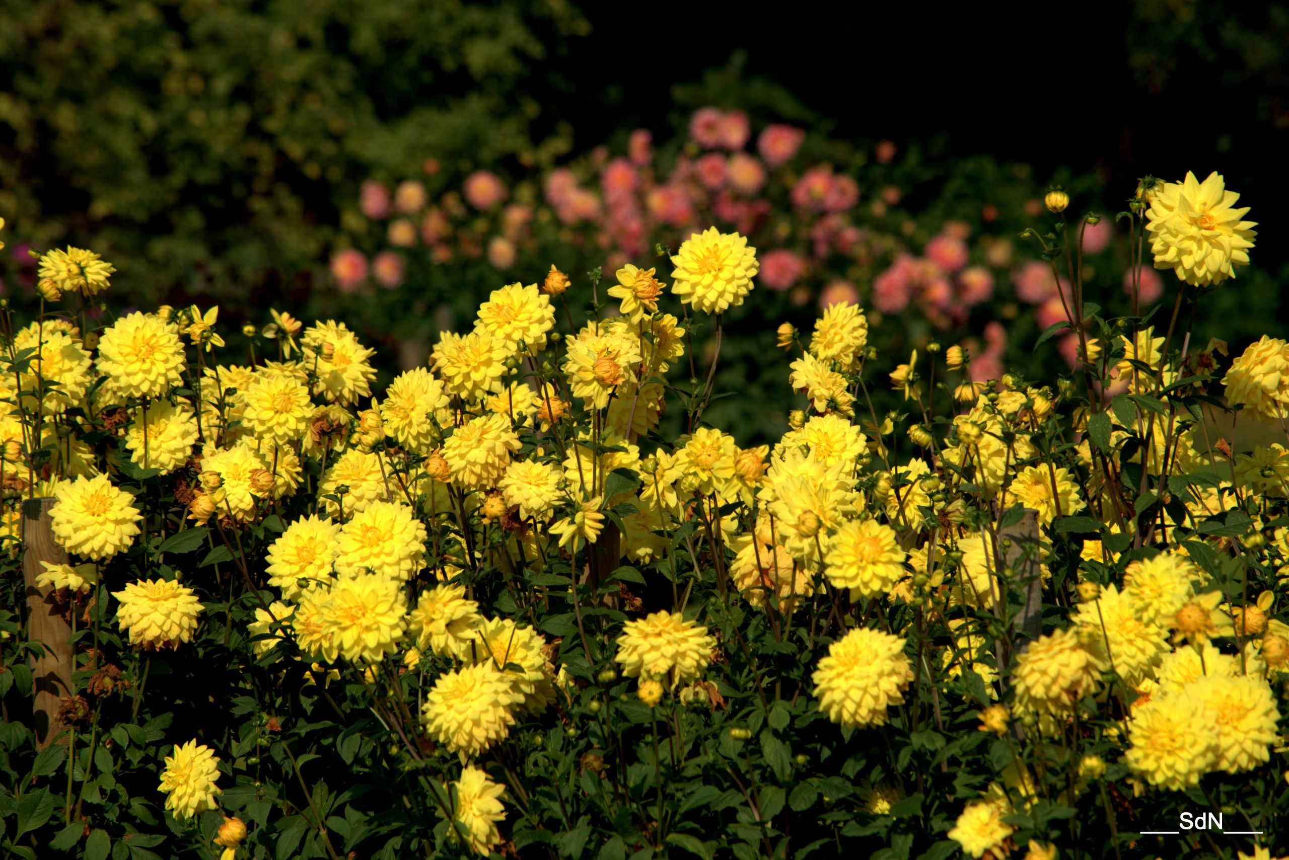 Fonds d'cran Nature Fleurs PARCS ET JARDINS