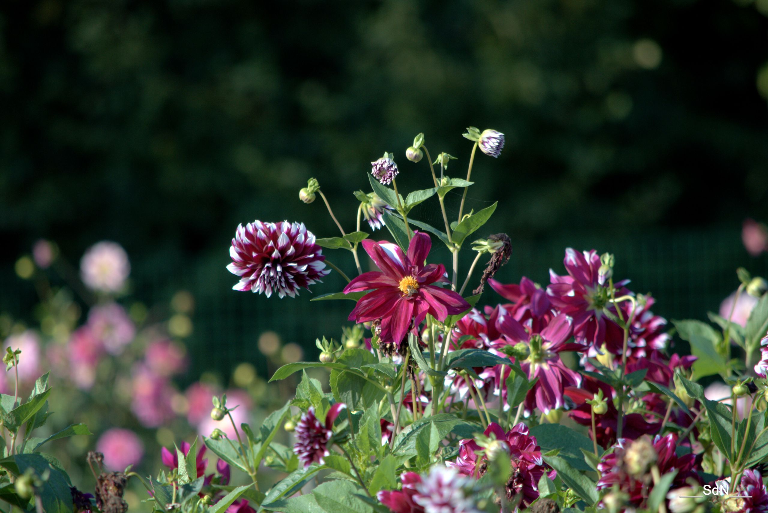 Fonds d'cran Nature Fleurs PARCS ET JARDINS