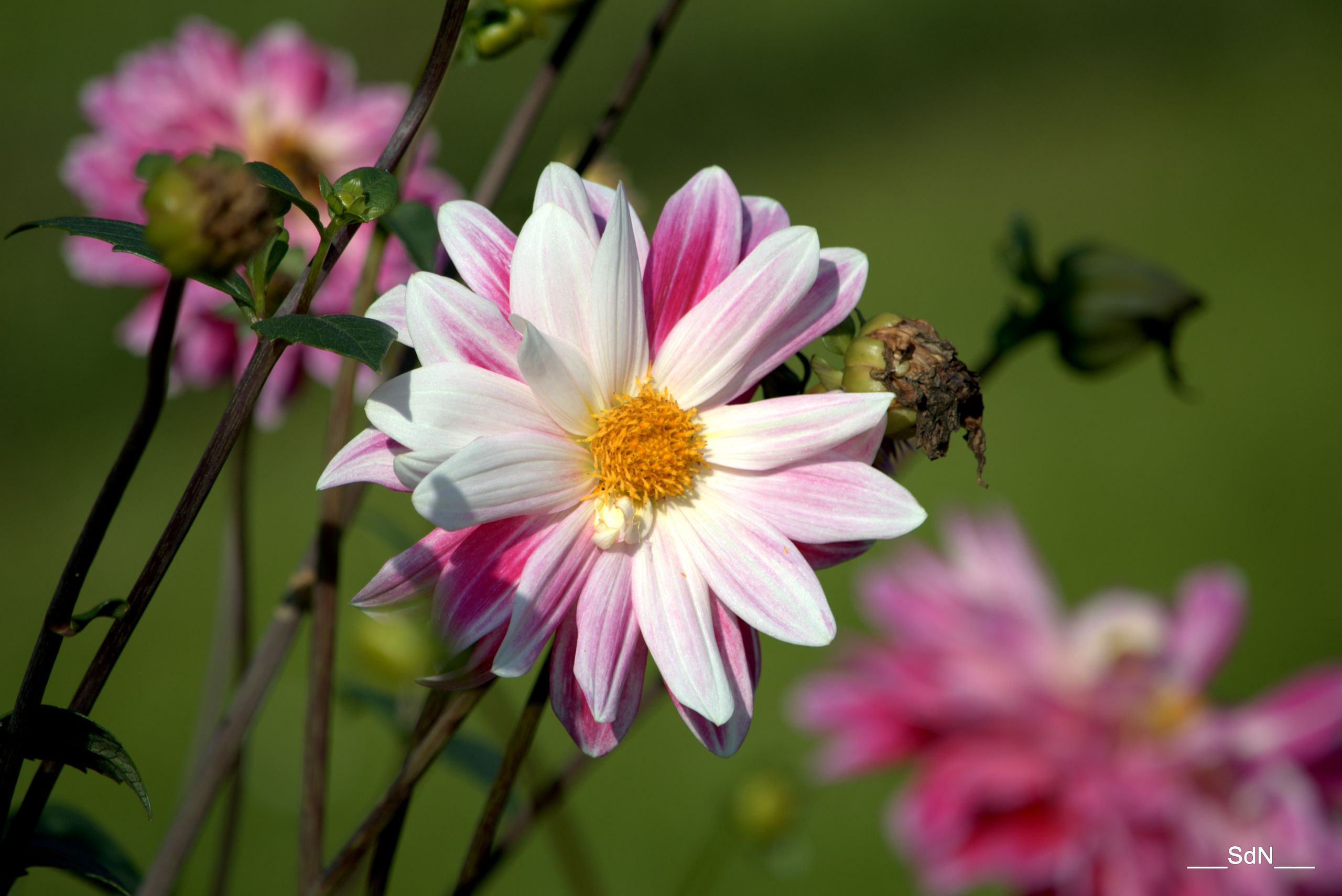 Fonds d'cran Nature Fleurs PARCS ET JARDINS