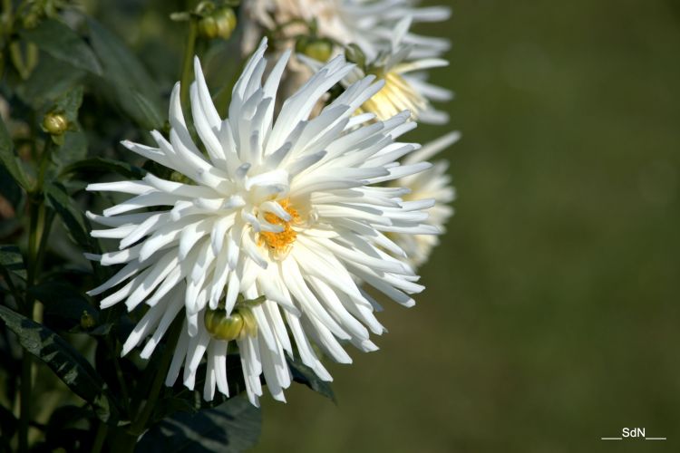 Fonds d'cran Nature Fleurs PARCS ET JARDINS