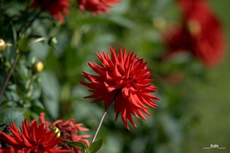 Fonds d'cran Nature Fleurs PARCS ET JARDINS