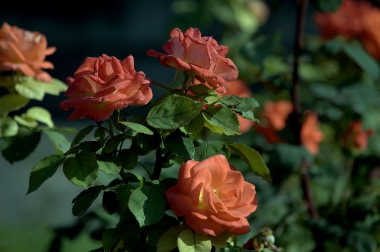 Fonds d'cran Nature Fleurs PARCS ET JARDINS