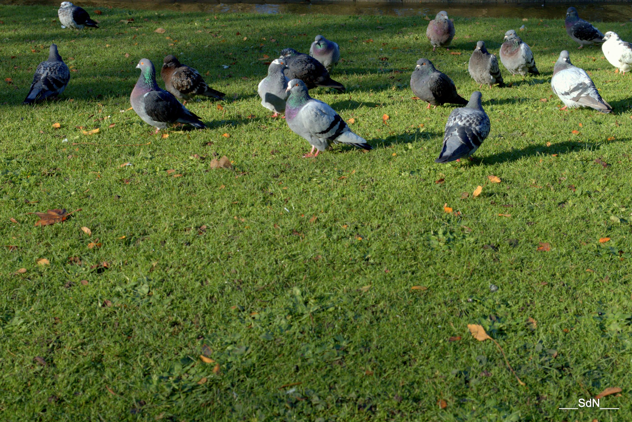 Fonds d'cran Animaux Oiseaux - Pigeons et Tourterelles PARCS ET JARDINS