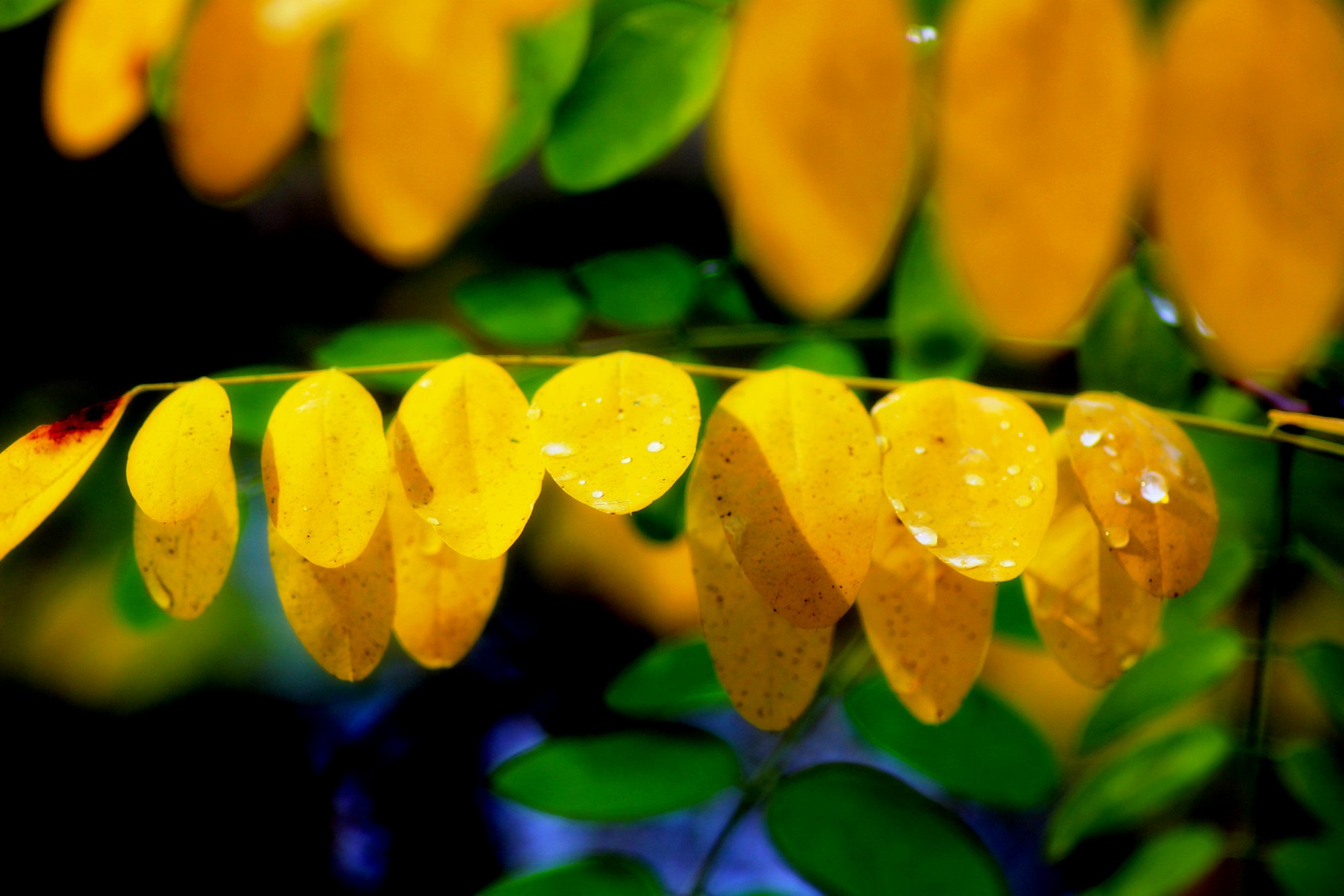 Wallpapers Nature Leaves - Foliage 