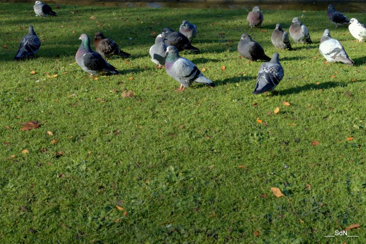 Fonds d'cran Animaux Oiseaux - Pigeons et Tourterelles PARCS ET JARDINS