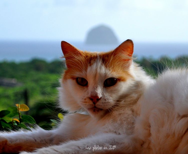 Wallpapers Animals Cats - Kittens Chat pris au Diamant en Martinique 