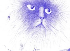  Art - Pencil Le chat de Schrdinger