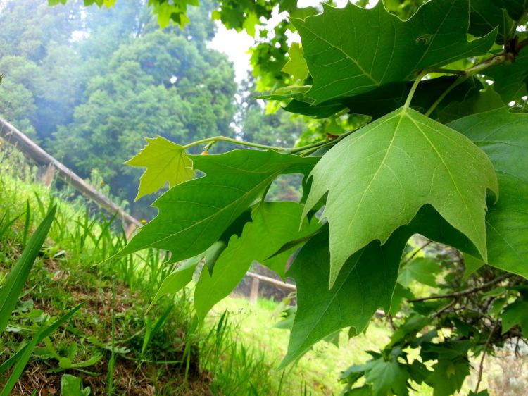 Fonds d'cran Nature Feuilles - Feuillages Fort