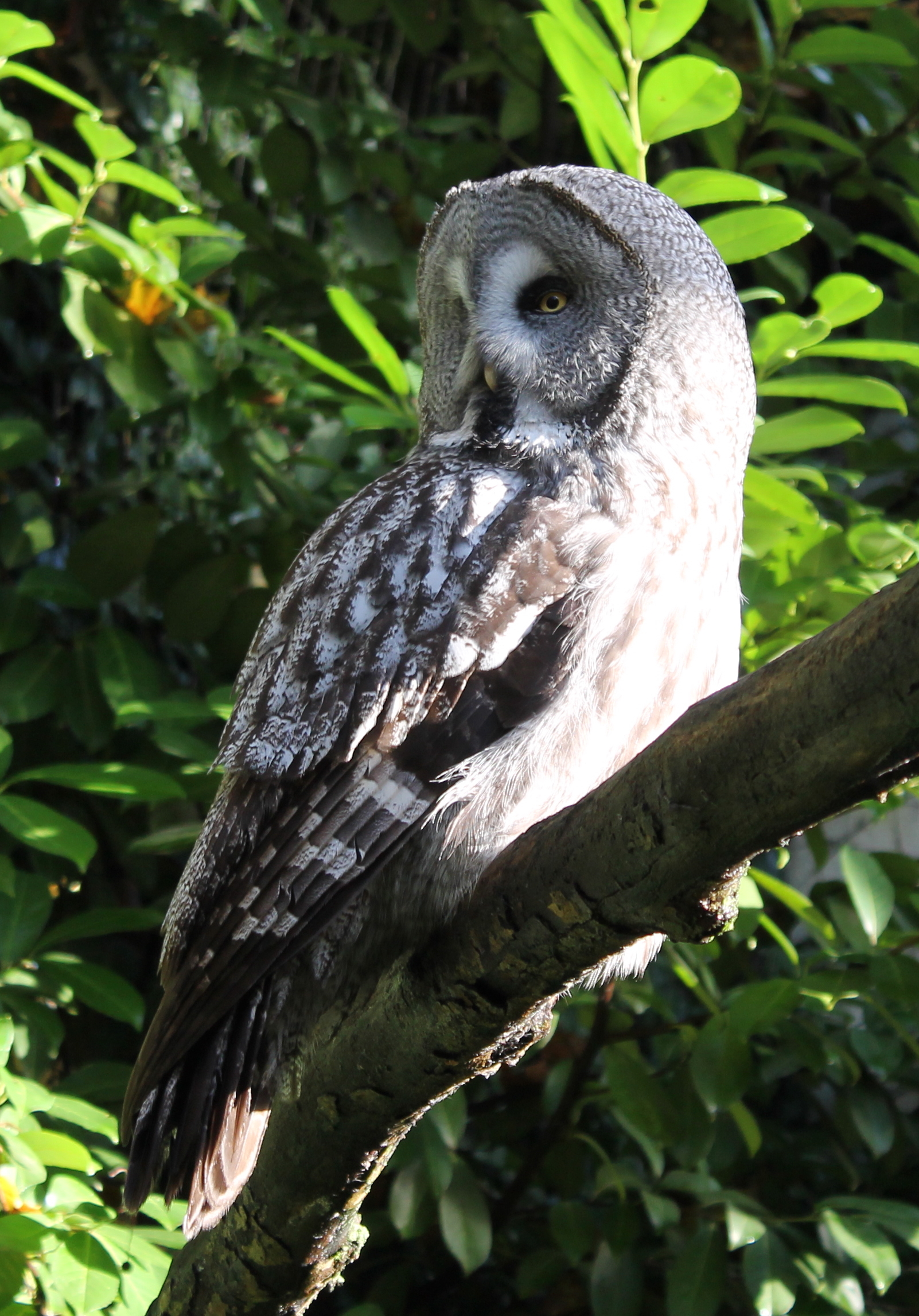 Fonds d'cran Animaux Oiseaux - Hiboux et Chouettes 