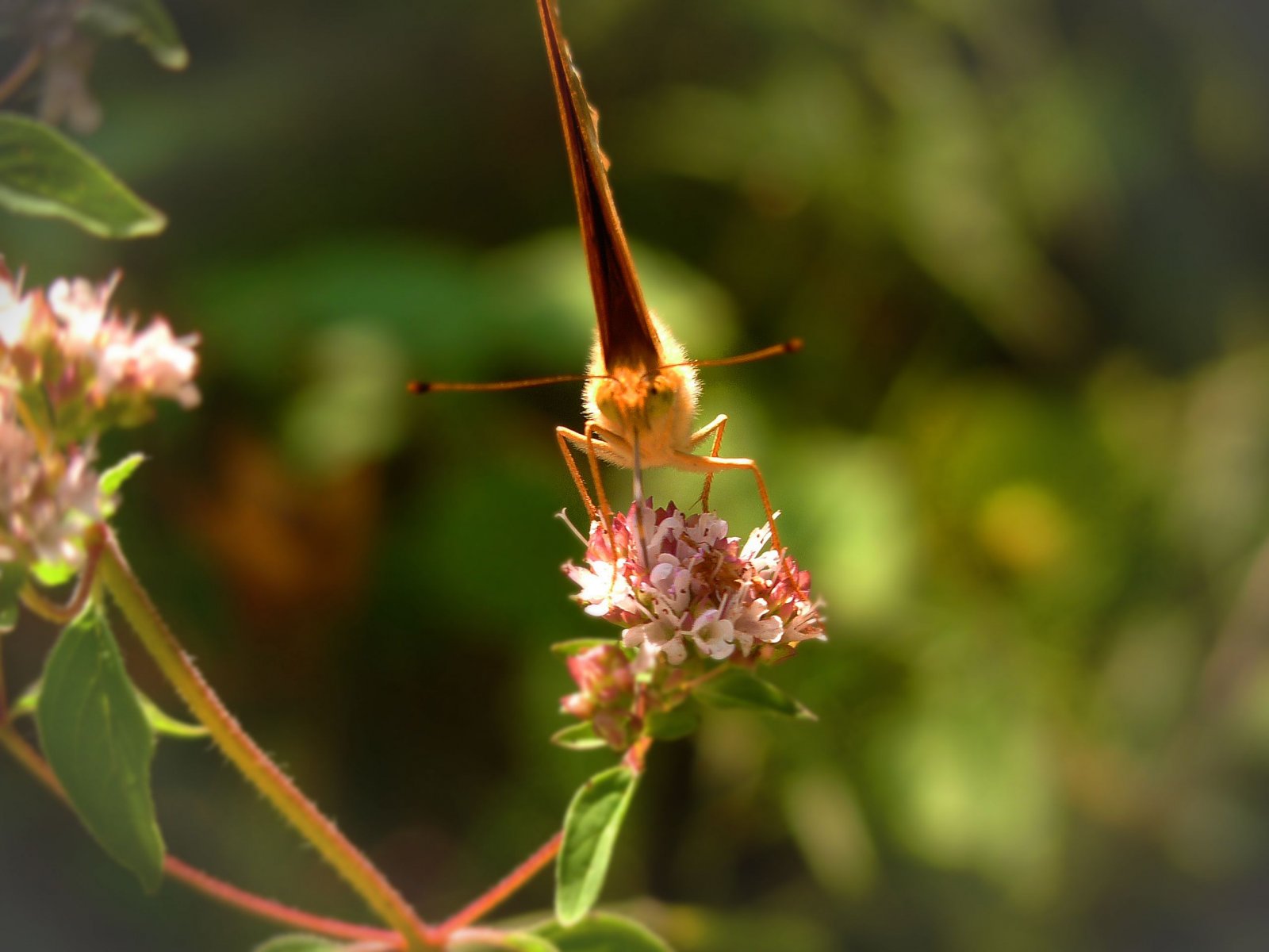 Fonds d'cran Animaux Insectes - Papillons The butterfly and the flower