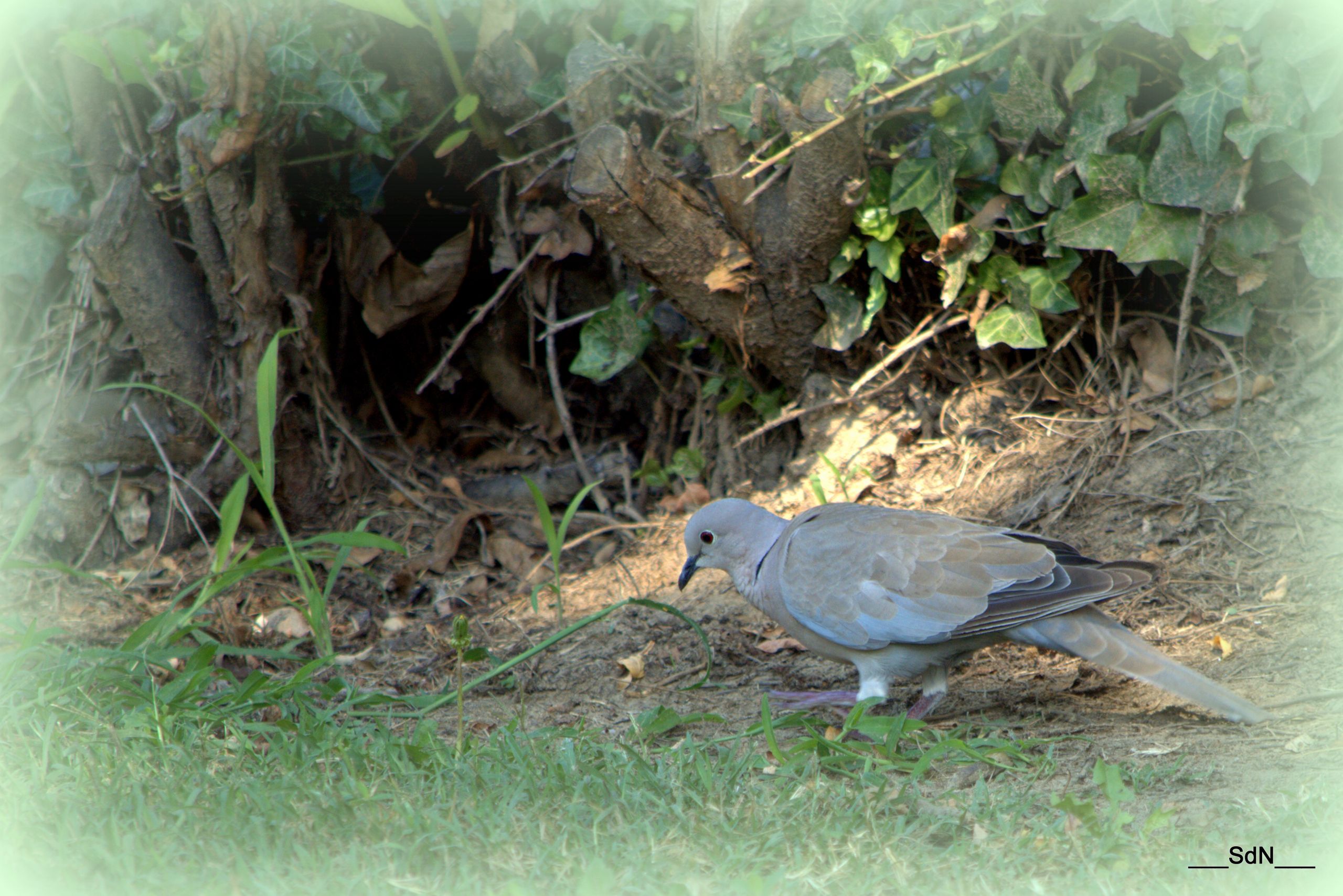 Wallpapers Animals Birds - Pigeons and Doves LES OISEAUX