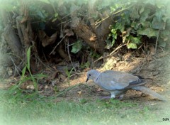 Fonds d'cran Animaux LES OISEAUX