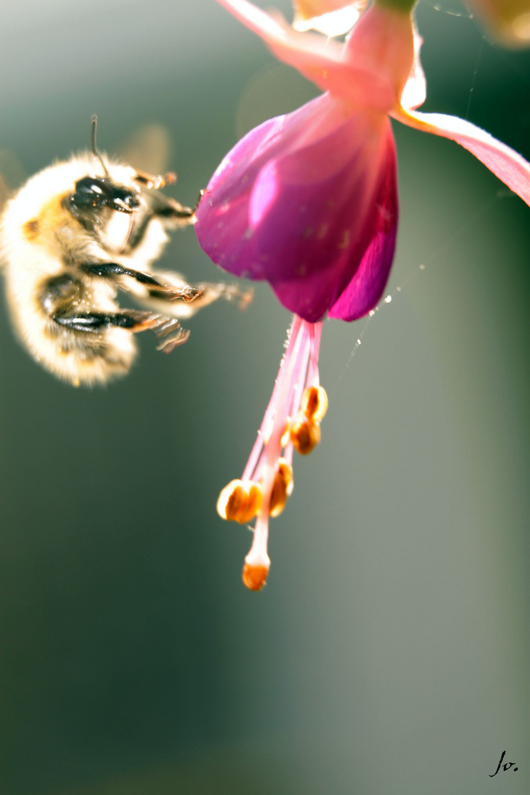 Wallpapers Animals Insects - Bees, Wasps 