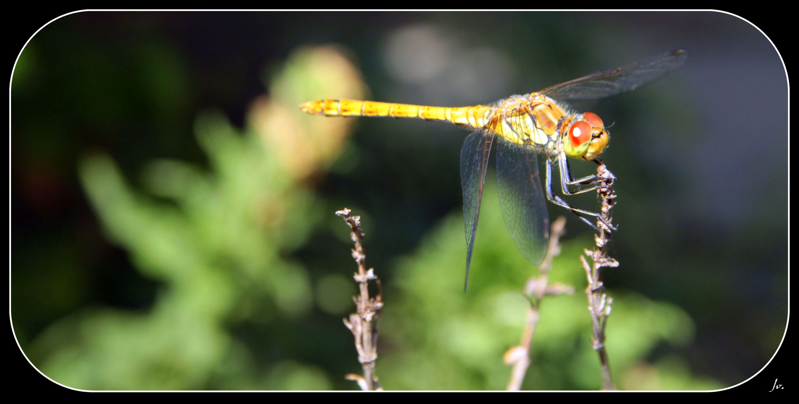 Fonds d'cran Animaux Insectes - Libellules jolie libellules qui prend la pause :)