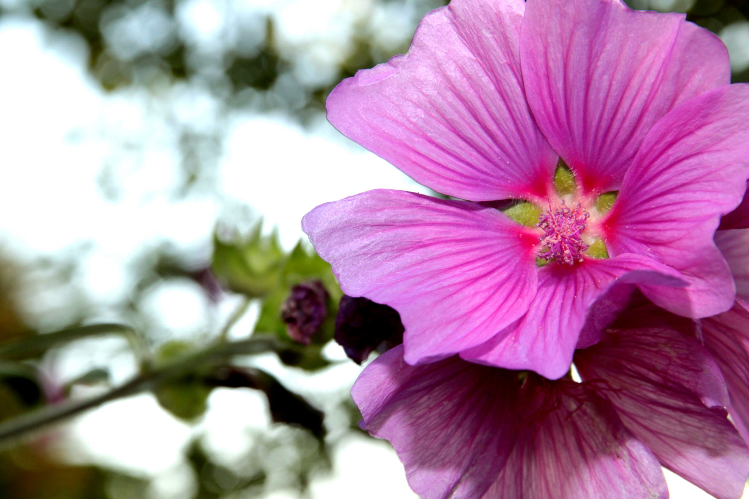 Wallpapers Nature Flowers jolie lavatere rose