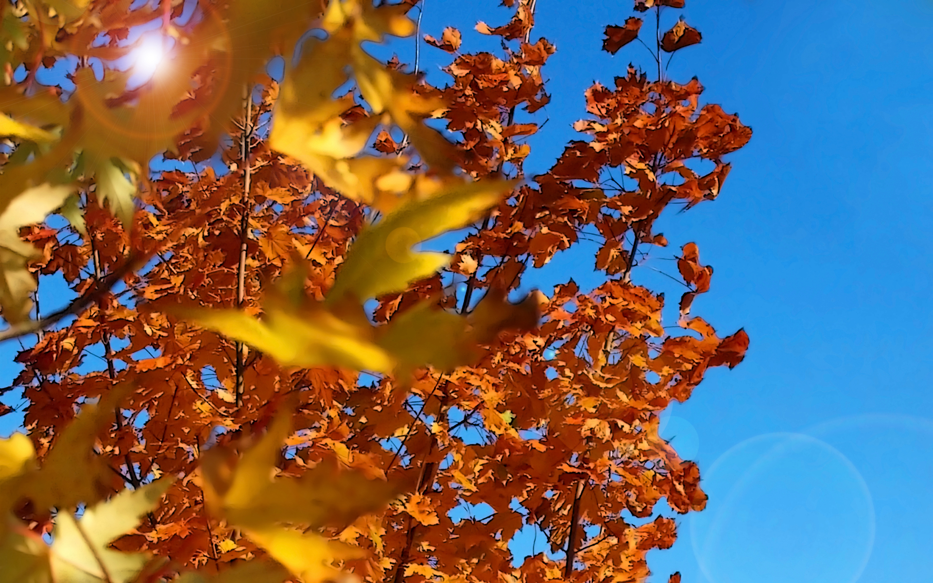 Fonds d'cran Nature Saisons - Automne 