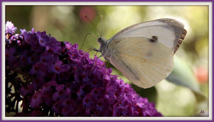 Fonds d'cran Animaux Insectes - Papillons papillons