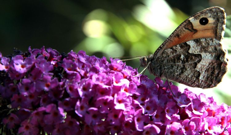 Wallpapers Animals Insects - Butterflies papillons