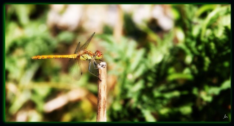 Fonds d'cran Animaux Insectes - Libellules jolie libellules qui prend la pause :)