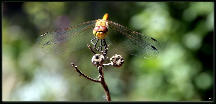 Fonds d'cran Animaux Insectes - Libellules jolie libellules qui prend la pause :)