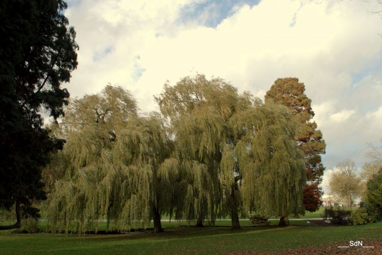 Fonds d'cran Nature Parcs - Jardins PARCS ET JARDINS