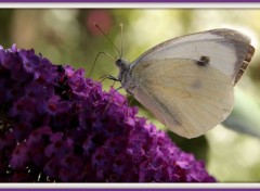  Animaux papillons