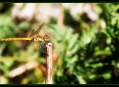  Animaux jolie libellules qui prend la pause :)