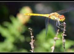  Animaux jolie libellules qui prend la pause :)