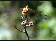  Animaux jolie libellules qui prend la pause :)