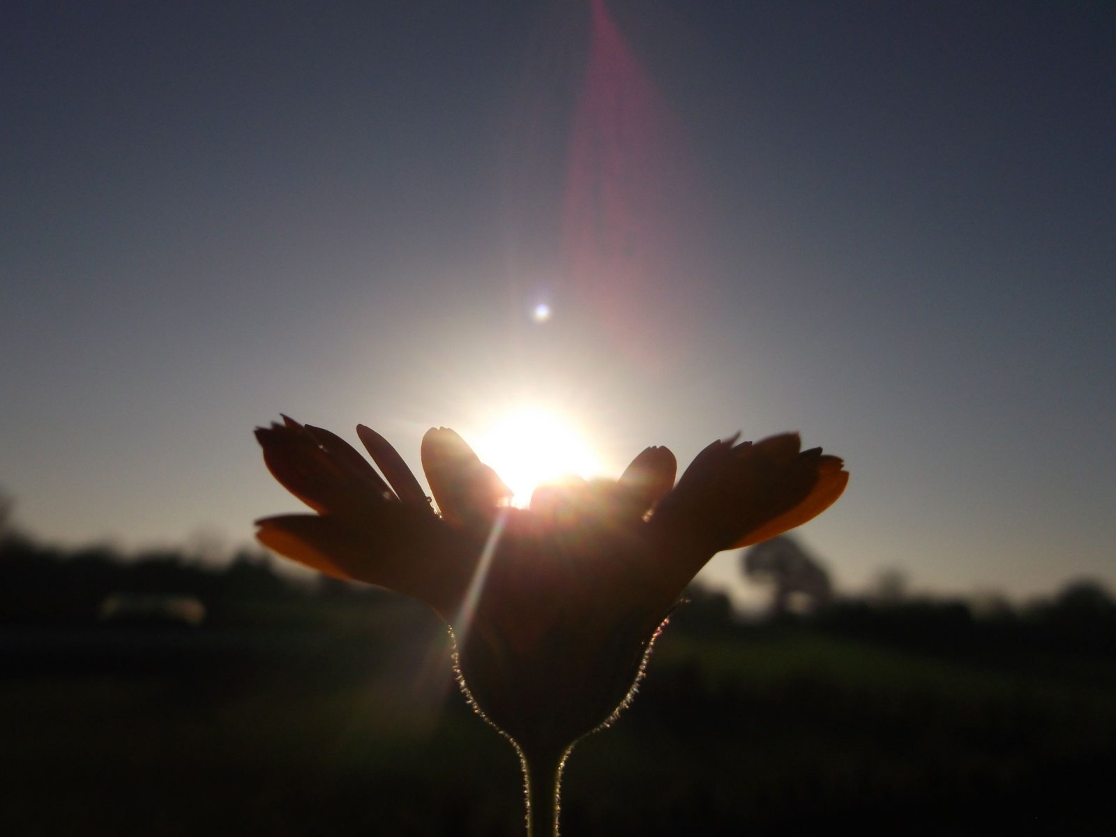 Fonds d'cran Nature Fleurs 