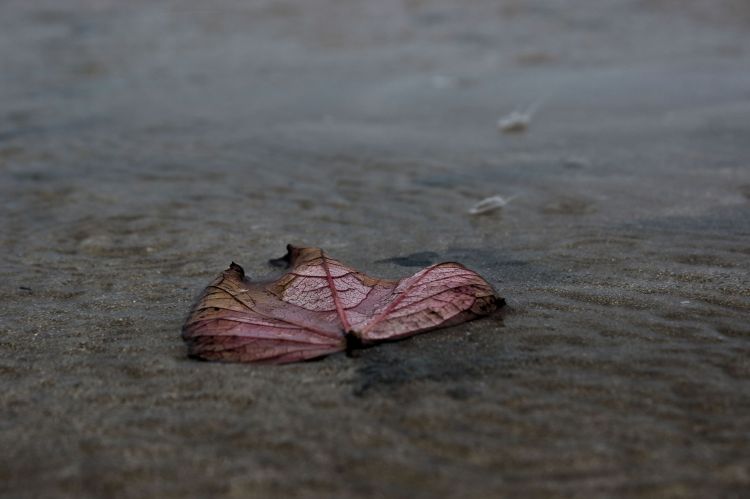 Fonds d'cran Nature Feuilles - Feuillages Feuille  la mer