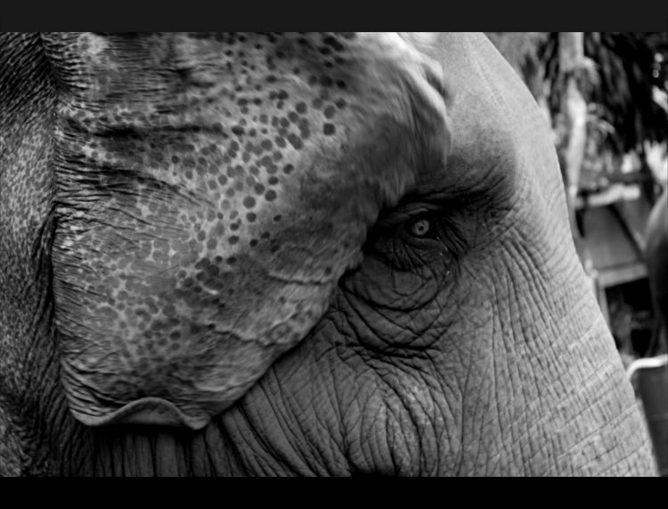 Wallpapers Animals Elephants Elphant Thai