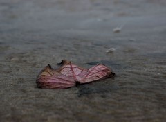  Nature Feuille  la mer