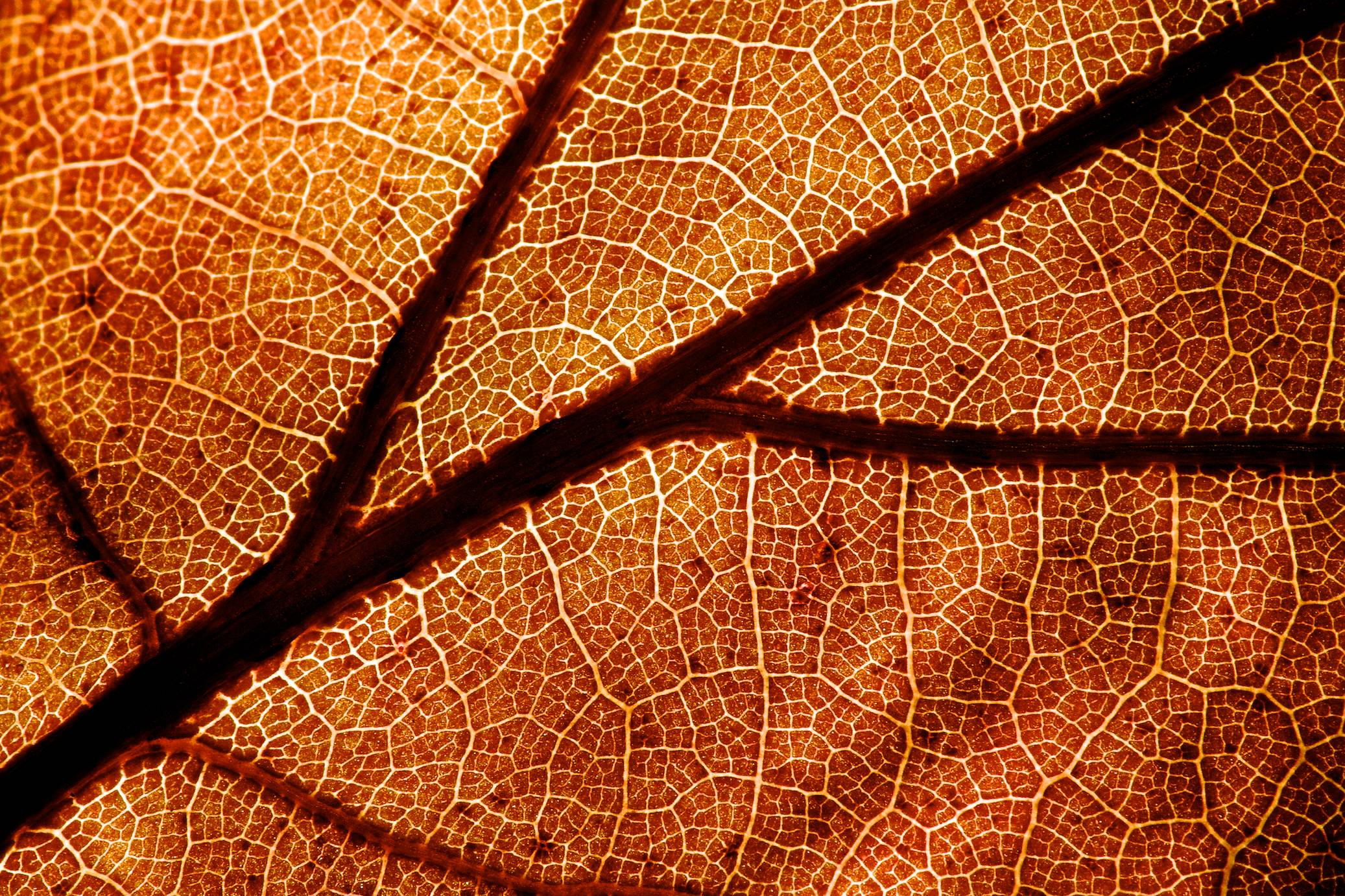 Fonds d'cran Nature Feuilles - Feuillages Macro d'automne