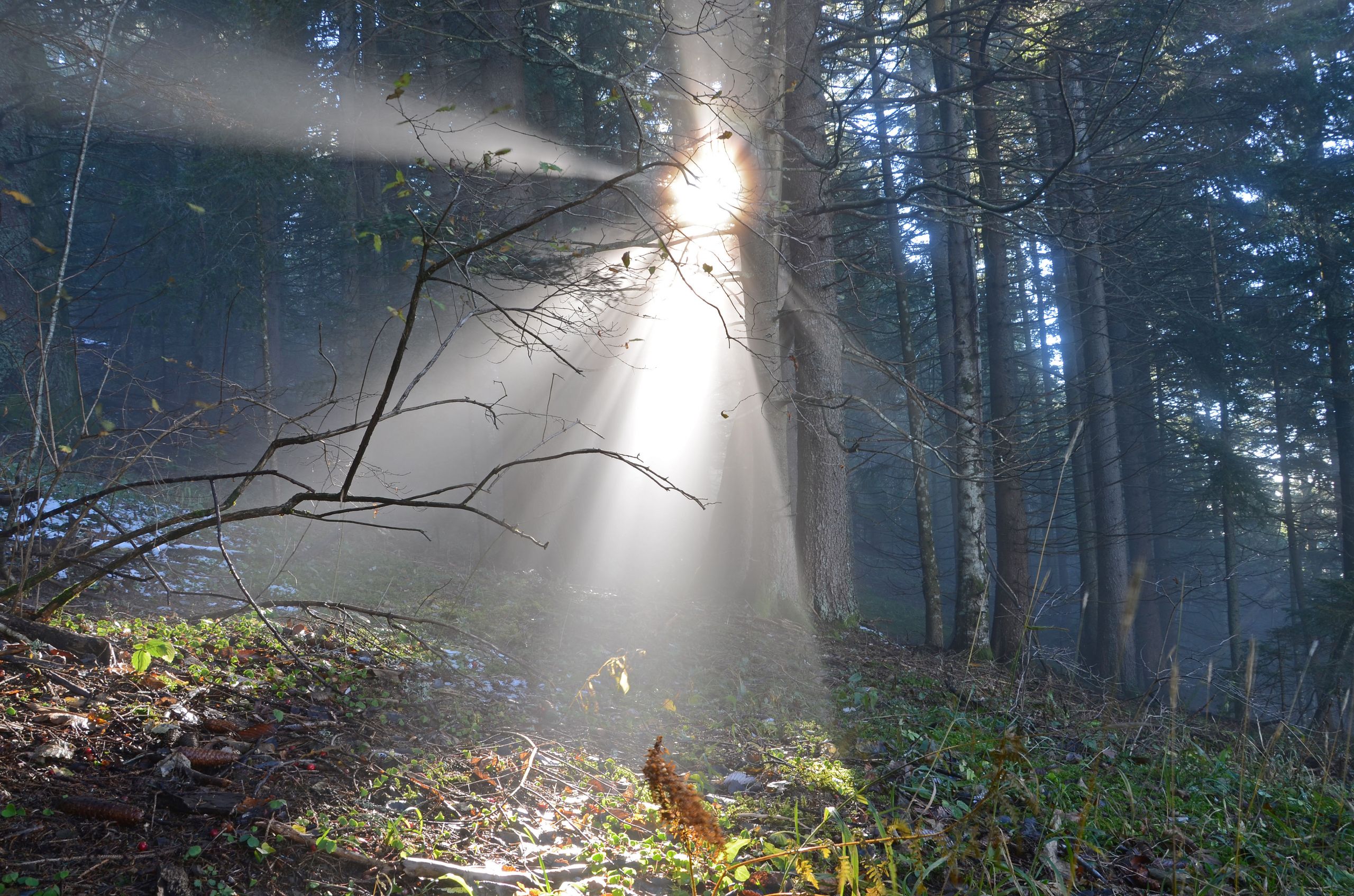 Wallpapers Nature Trees - Forests Hivers dans les nuages