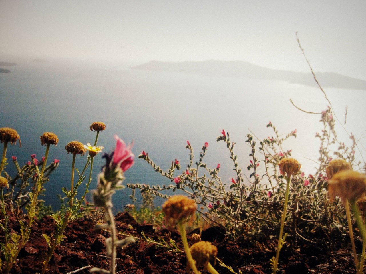 Wallpapers Nature Flowers Fleurs  Santorini