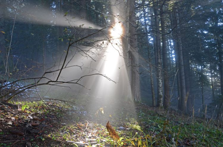 Wallpapers Nature Trees - Forests Hivers dans les nuages