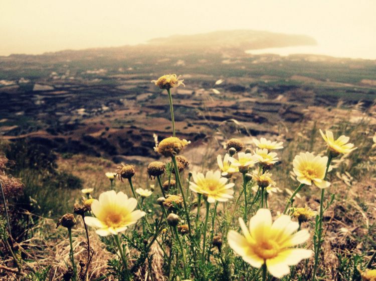 Wallpapers Nature Flowers Campagne de Santorini